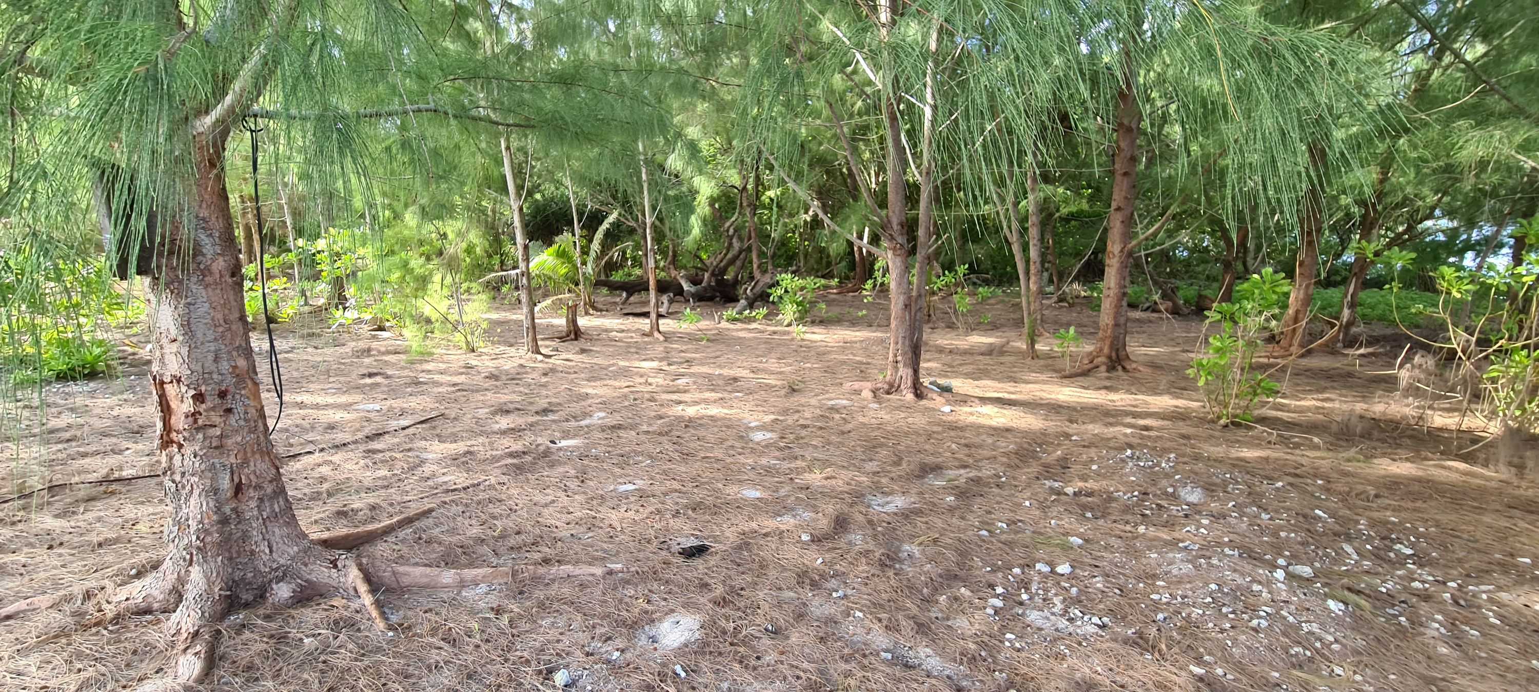 Nauruan image