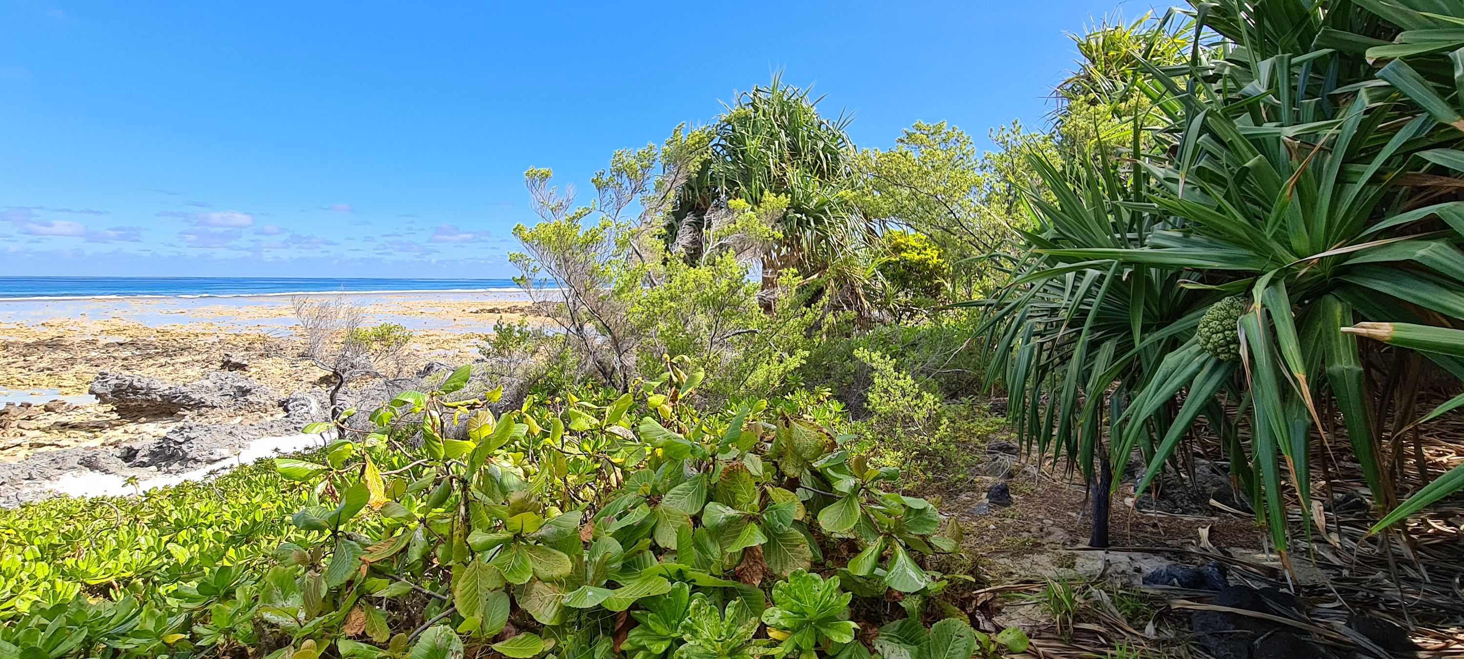 Marshallese image