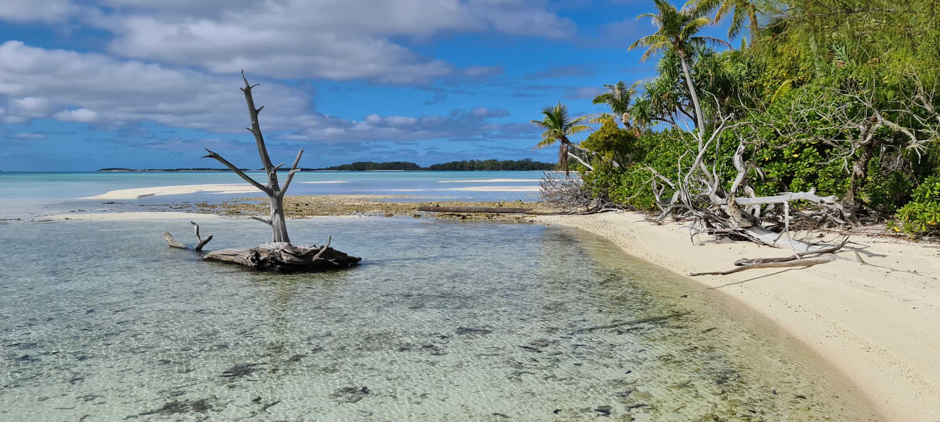 Tongan image