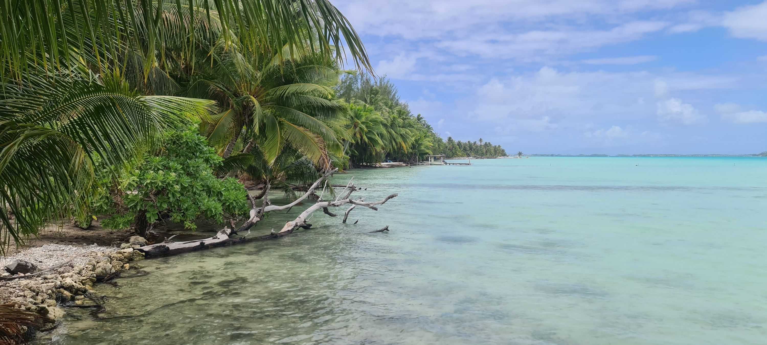 Samoan image